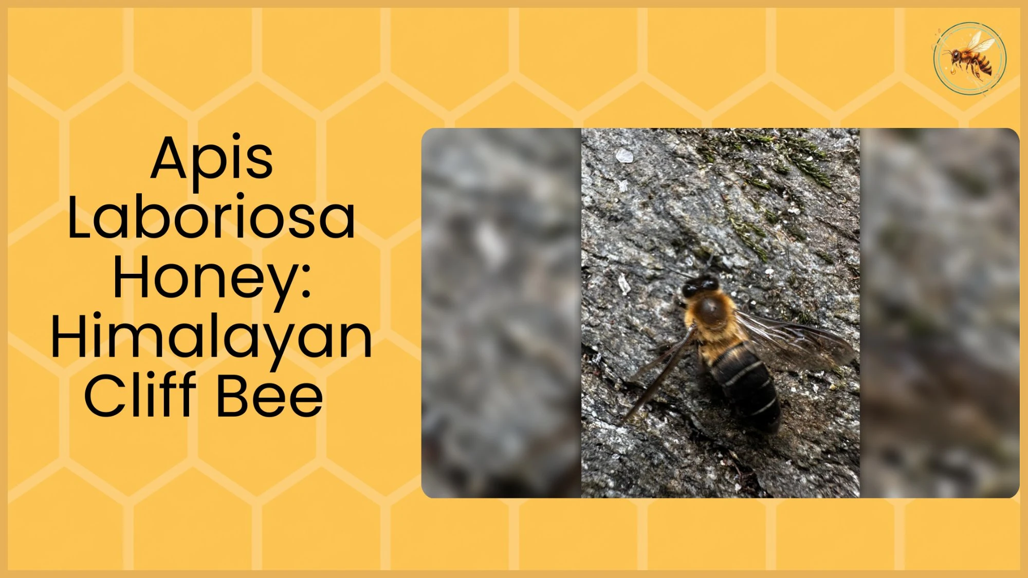 A close-up photograph of an Apis laboriosa Himalayan cliff bee resting on a rough grey rock surface, showing its distinctive black and orange banded body and translucent wings.