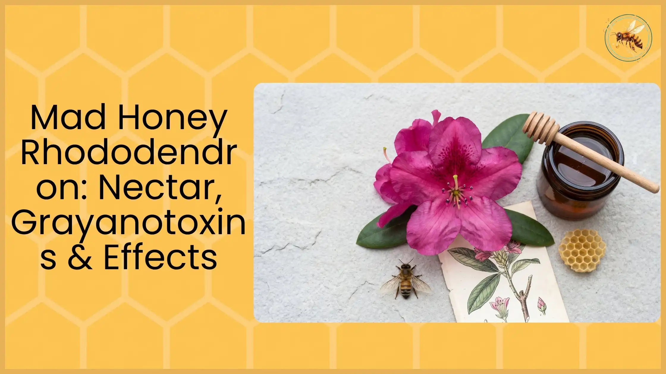 Pink rhododendron flower with honeybee on botanical illustration card beside amber honey jar, dipper and honeycomb on stone surface