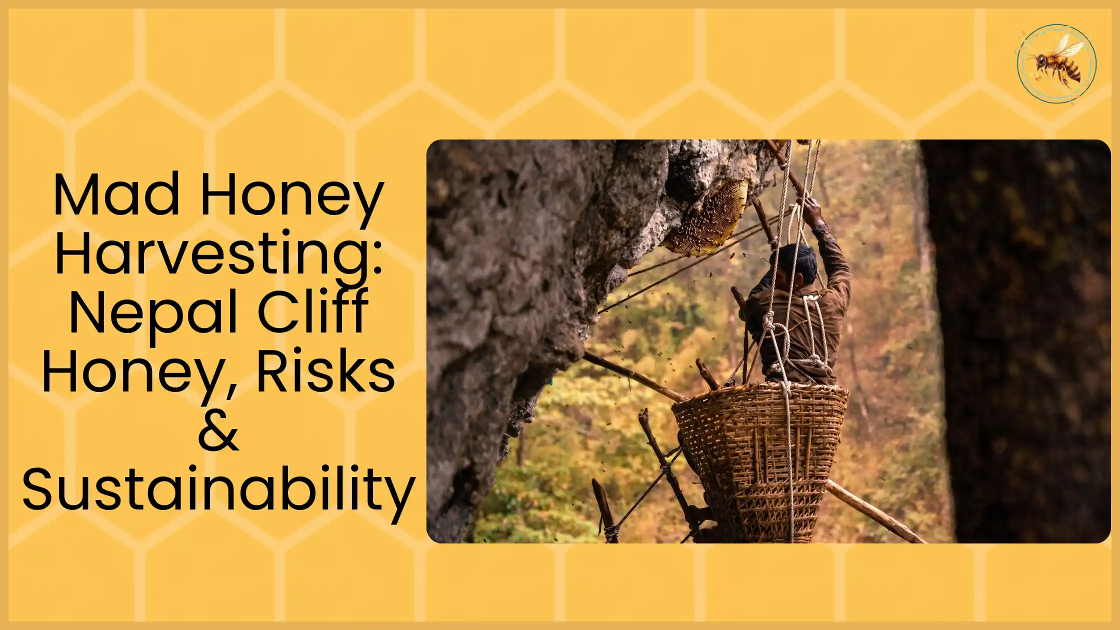 Honey hunter suspended on rope beside Himalayan cliff face reaching for wild honeycomb with wicker basket below, representing Nepal cliff honey harvesting risks and sustainability