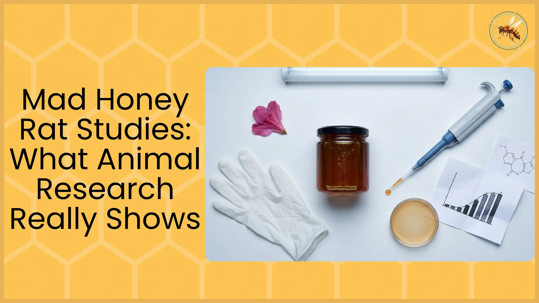 Flat-lay of mad honey jar, pipette with honey drop, petri dish, latex glove, rhododendron flower and research chart on white background representing mad honey rat study methodology